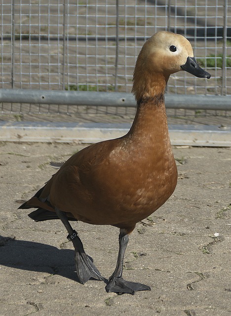 陰影